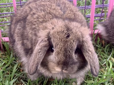 Darling Holland Lop Baby Bunnies! Bunny