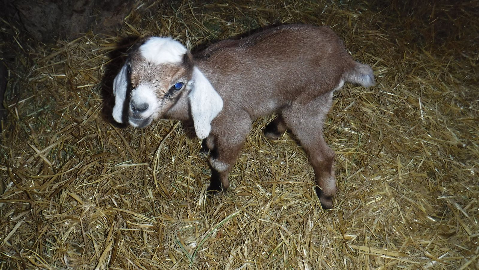 Alpine / Nubian mix baby doeling bottle baby