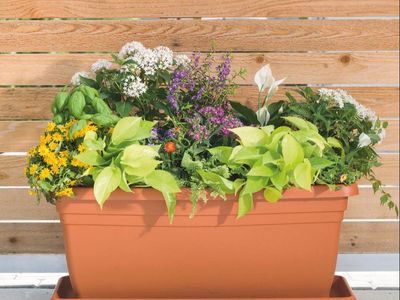 Nice New Planter Boxes with Drainage Holes and Saucers