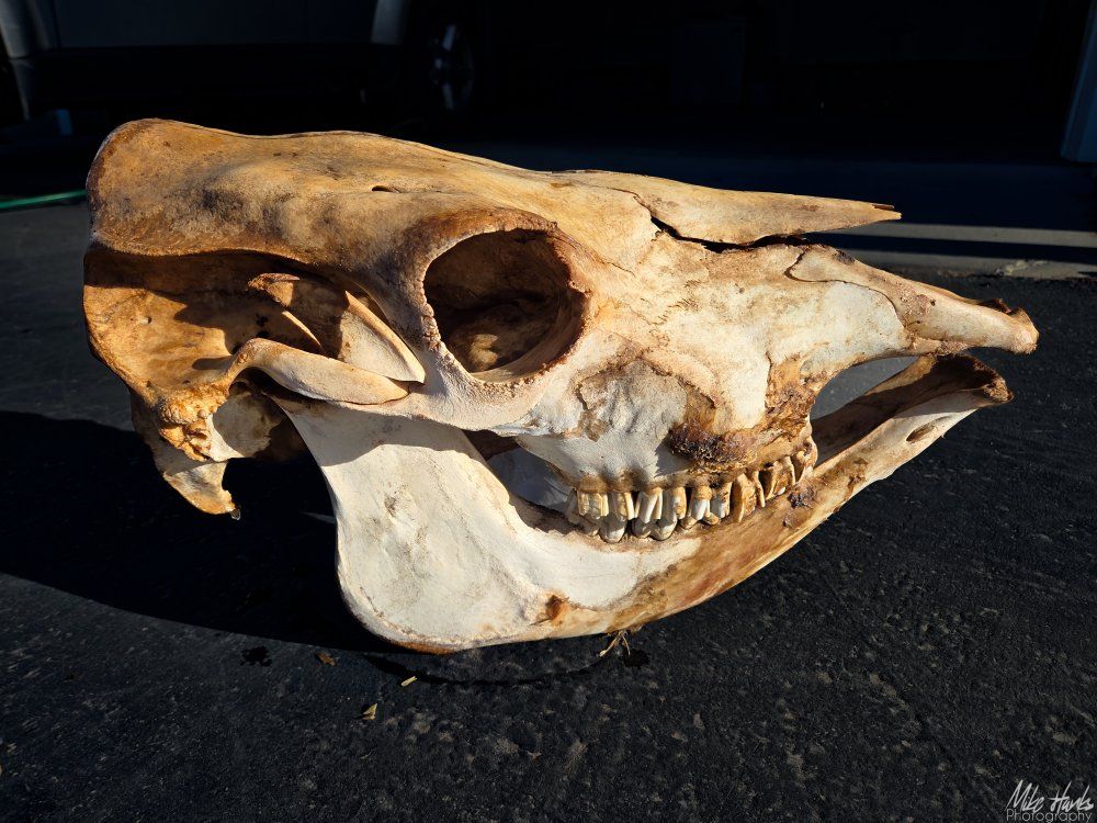 Full Cow Skull