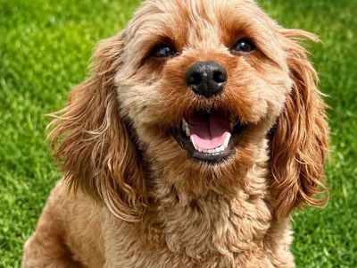 Adorable 2-Year-Old Intact Male Cavapoo