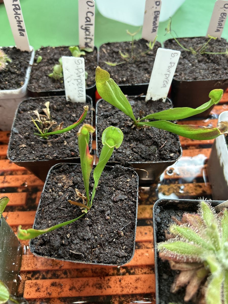 Sarracenia purpurea Carnivorous Pitcher Plant