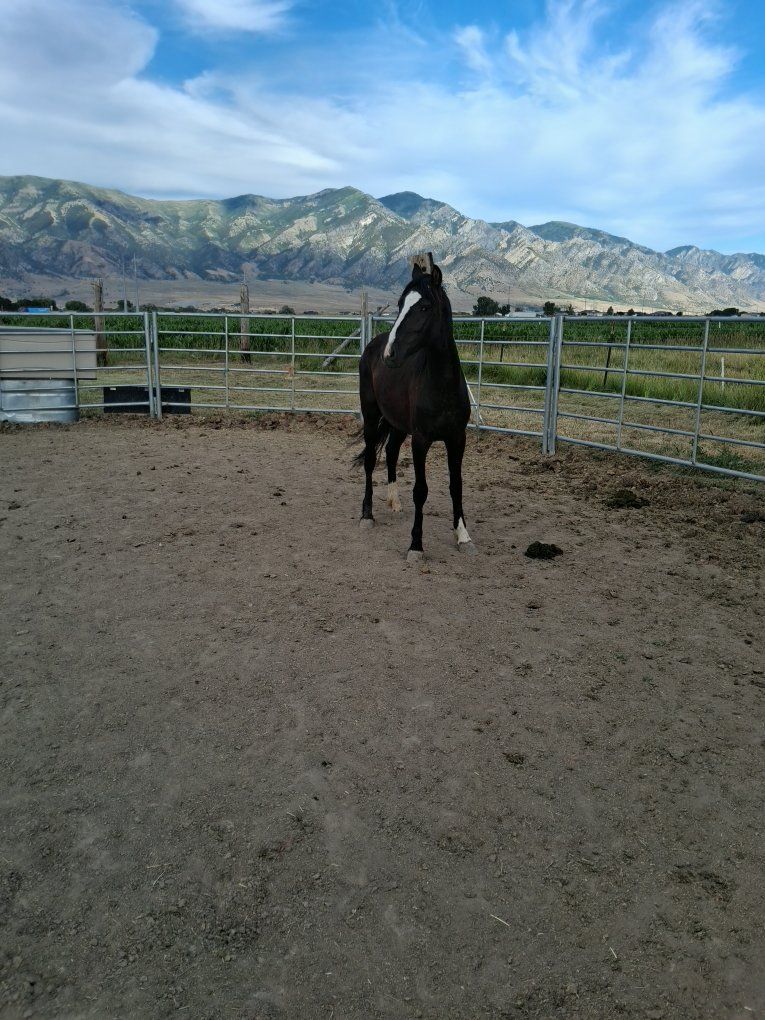 2 yr old colt.