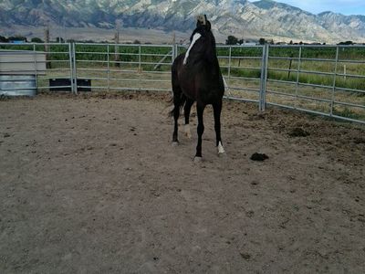 2 yr old colt.