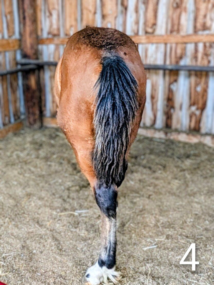 awesome half draft weanlings