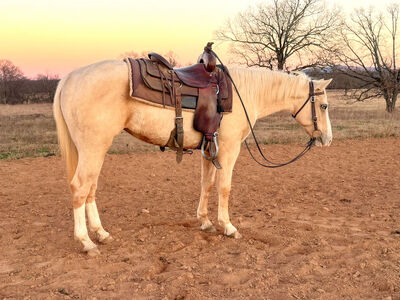 NU CHEX TO CASH / GUNNER ON ICE