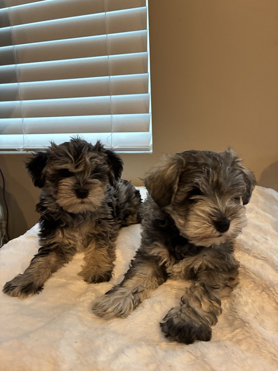 Mini Schnauzer Puppies!