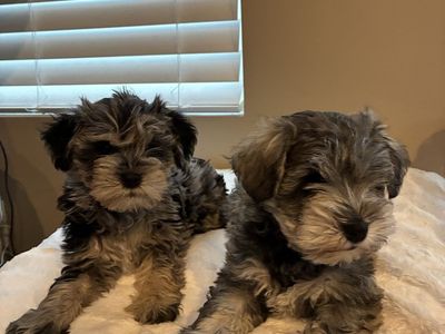 Mini Schnauzer Puppies!