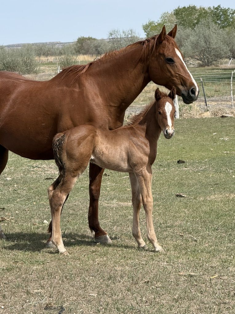 2026 Triple Vodka Stud Colt
