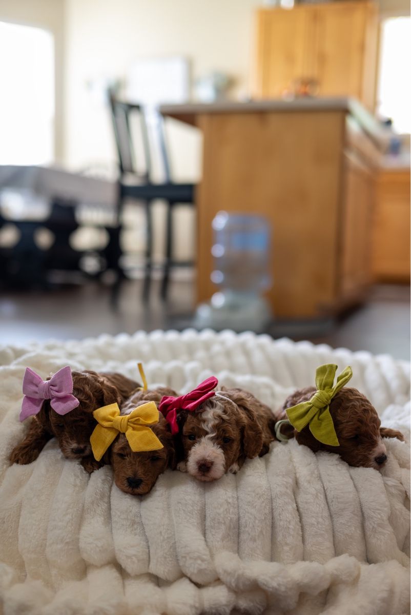 Mini Goldendoodle Puppies