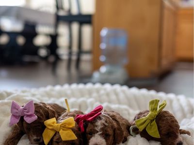 Mini Goldendoodle Puppies