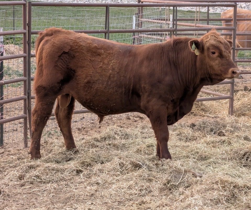 Yearling Bull