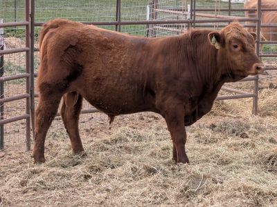 Yearling Bull