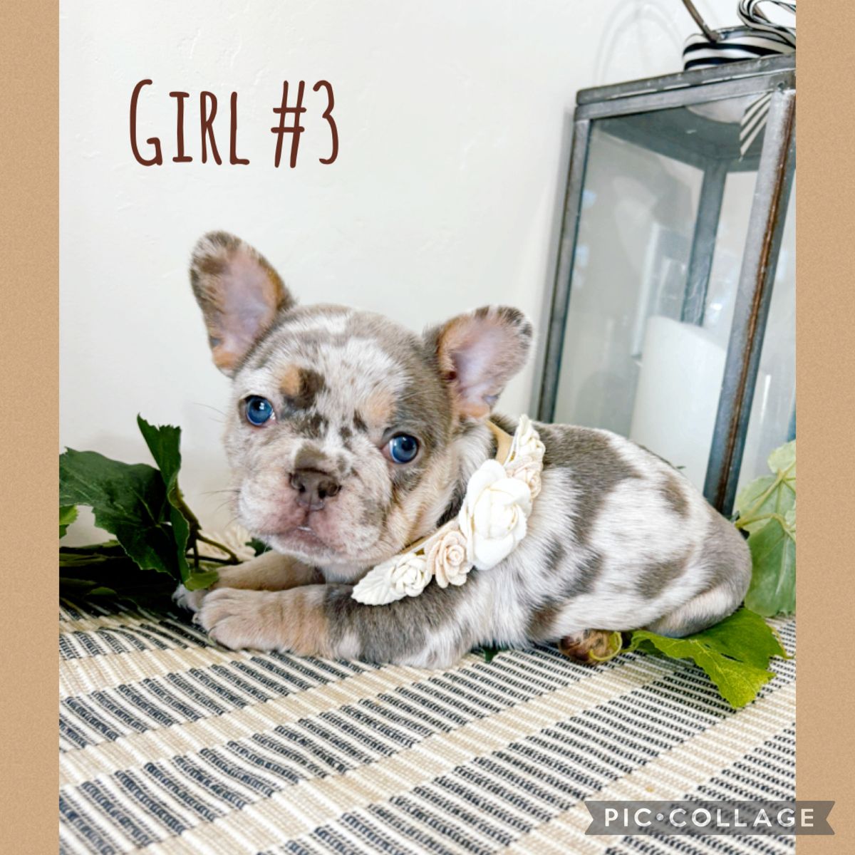 French Bulldogs AKC