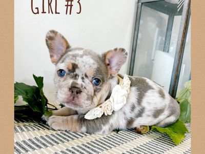 French Bulldogs AKC