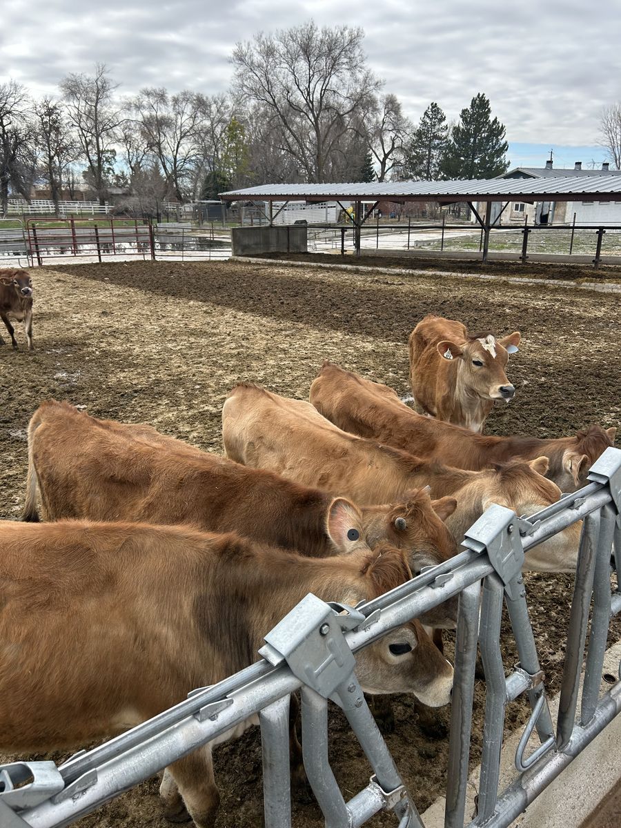 6 Registered Jersey Heifers