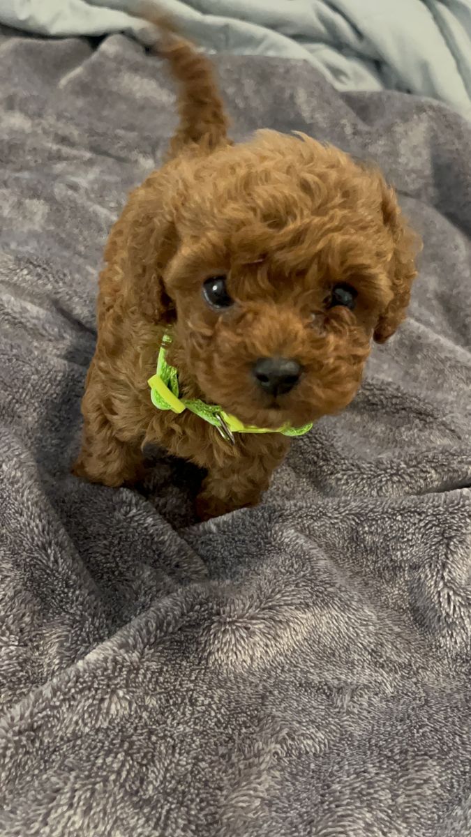 Cockapoo - Will Be In SLC The Weekend 03/21