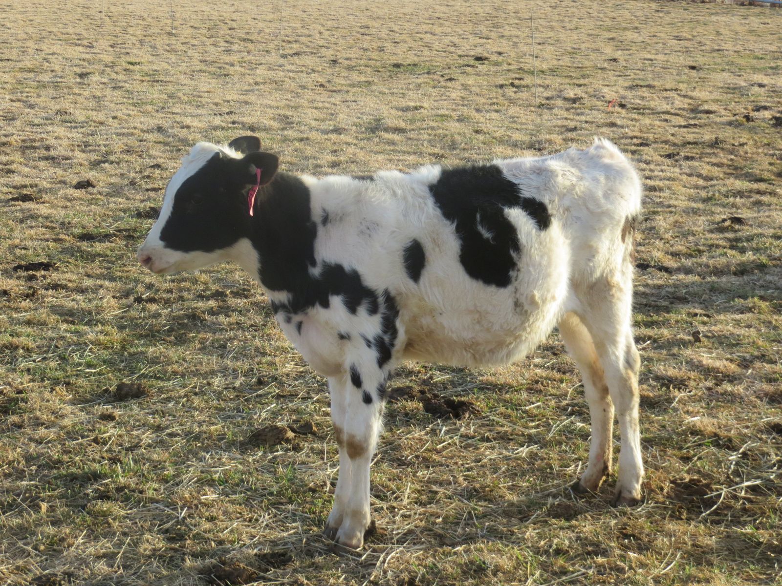 Holstein-Butcher, Pasture Calf.