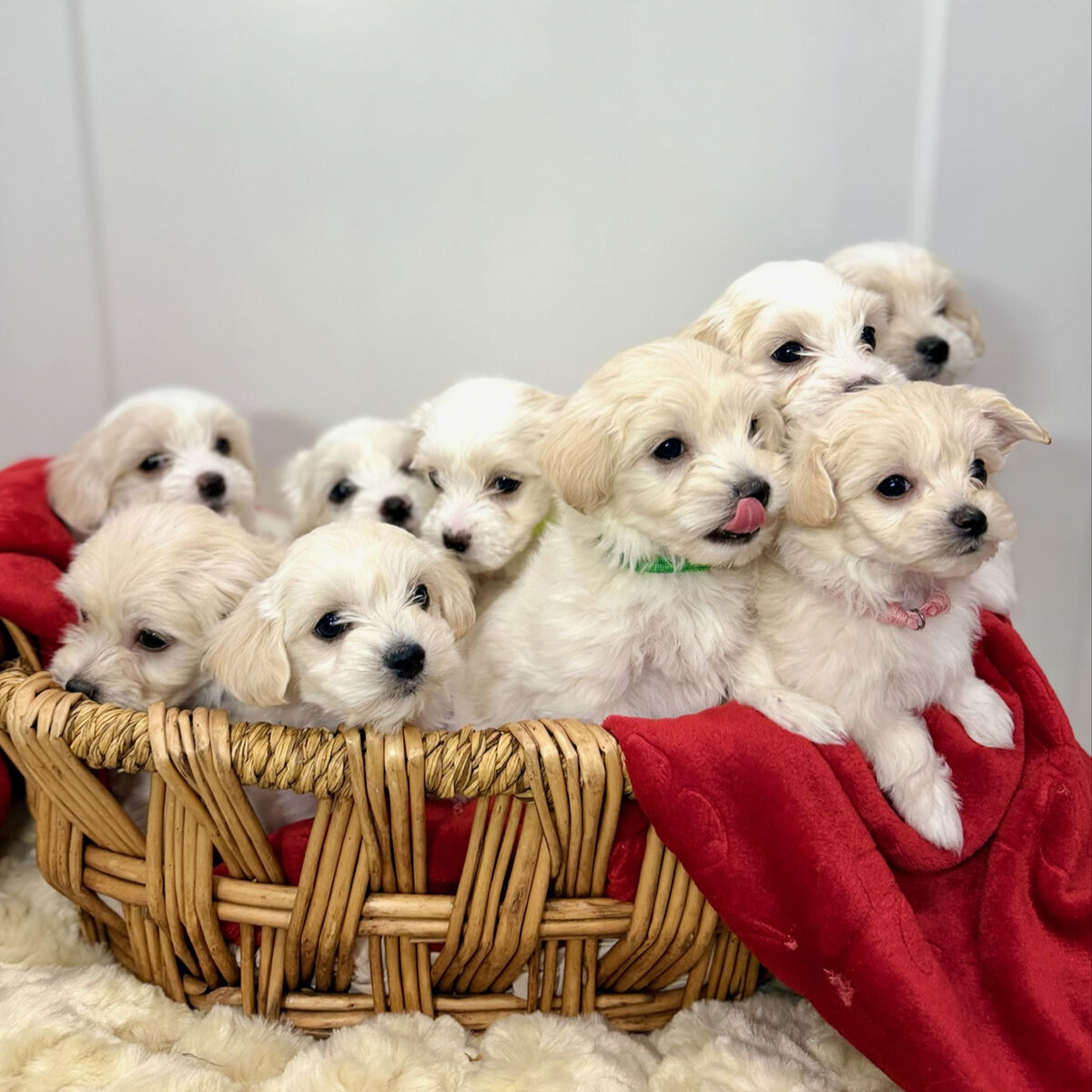 Maltipoo Puppies Toy Designer Maltese Poodle AKC