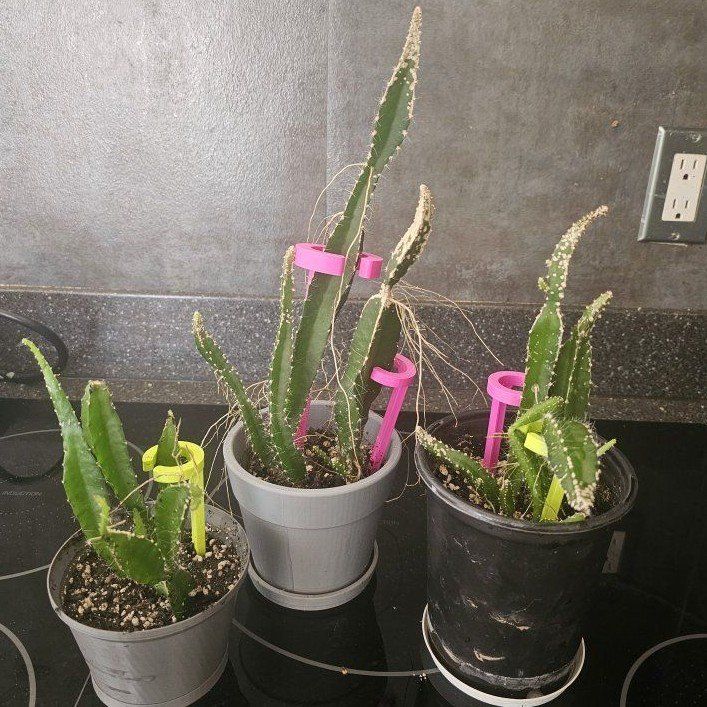 Live Potted DragonFruit Plant cactus