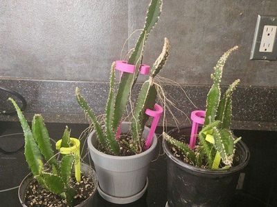 Live Potted DragonFruit Plant cactus