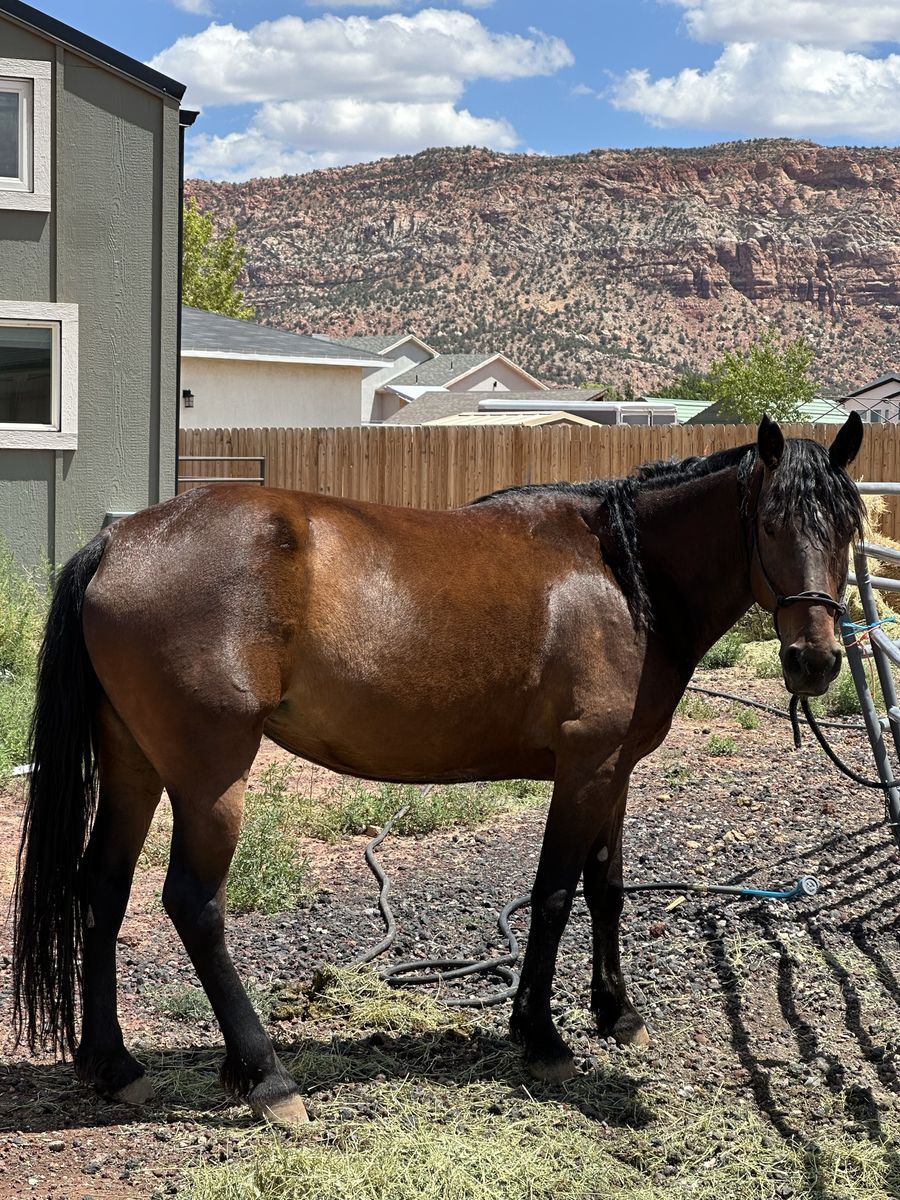 Registered 6-Year-Old Missouri Fox Trotter Mare - Gentle Trail Horse