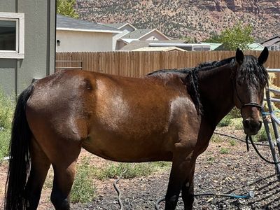 Registered 6-Year-Old Missouri Fox Trotter Mare - Gentle Trail Horse