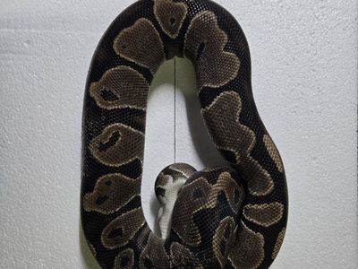 Het Pied