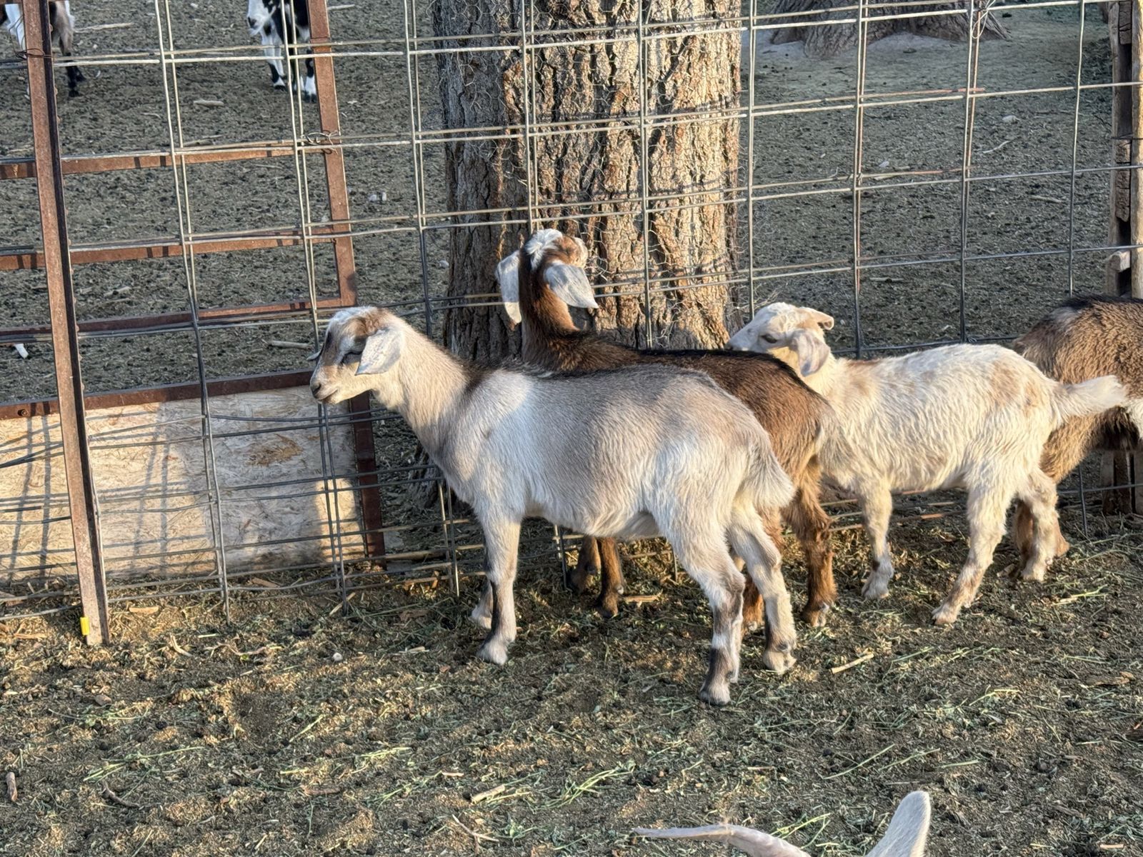 3 doelings, 3 bucklings and 3 wethers