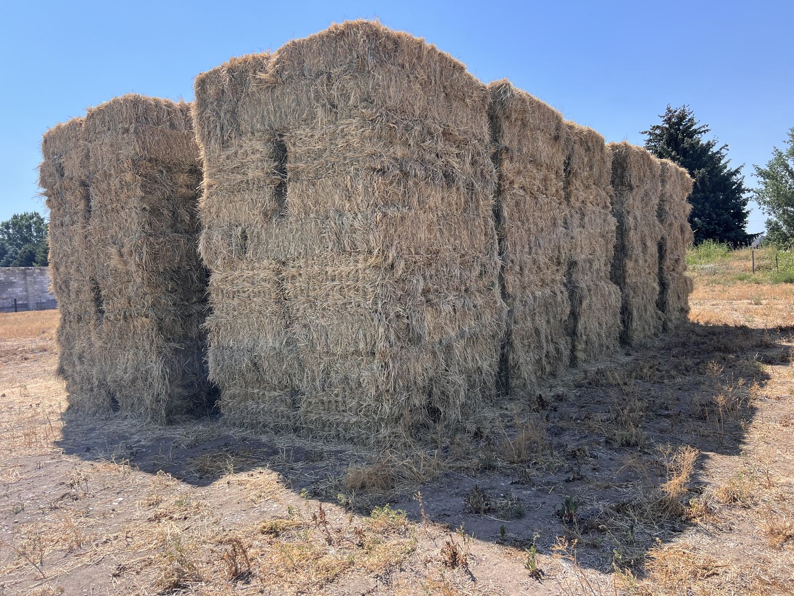 Grass Hay