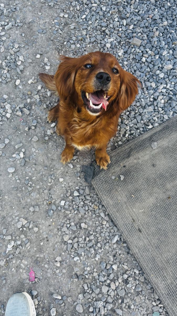 trained mini golden retriever (cavalier golden cross)