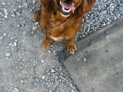 trained mini golden retriever (cavalier golden cross)