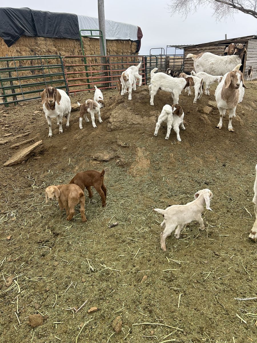 Goats For Sale - Various Ages & Sizes, Farm Raised