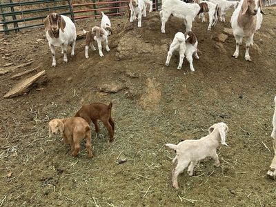 Goats For Sale - Various Ages & Sizes, Farm Raised