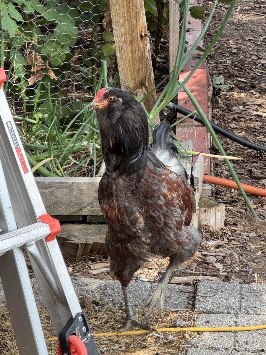 Healthy Live Rooster / Chicken - Barnyard Mixed Breed