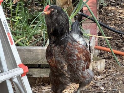Healthy Live Rooster / Chicken - Barnyard Mixed Breed