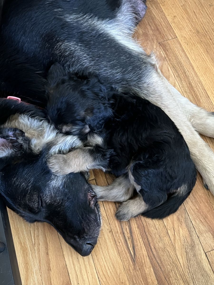 German Shepherd / Goldendoodle Mix Puppies - Ready for Loving Homes!