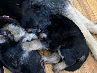German Shepherd / Goldendoodle Mix Puppies - Ready for Loving Homes!