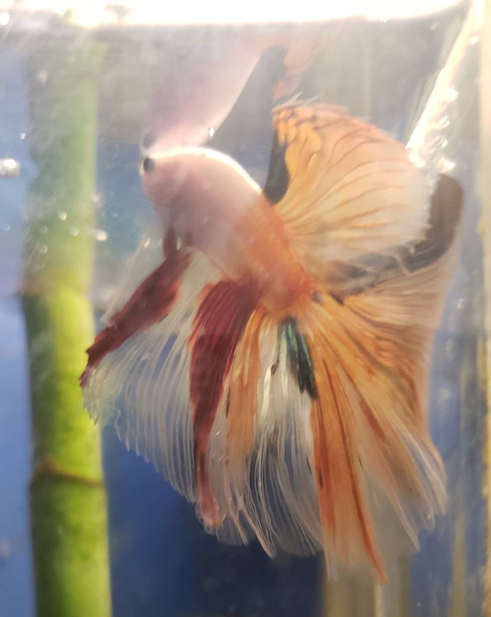import halfmoon Betta