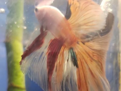import halfmoon Betta
