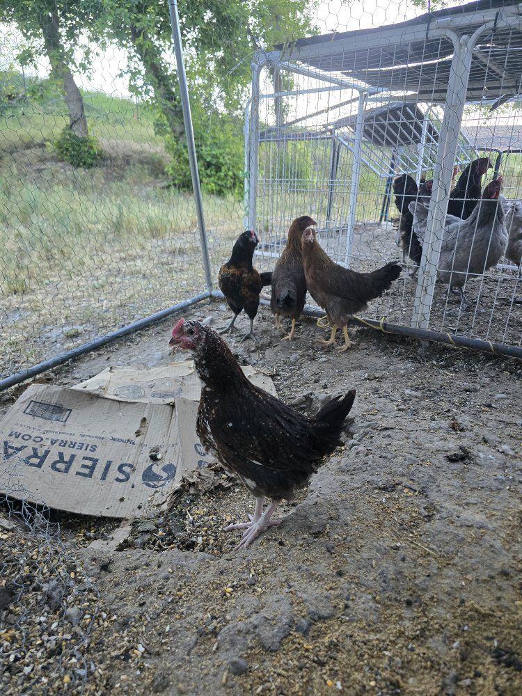 laying hens