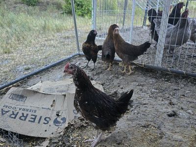 laying hens