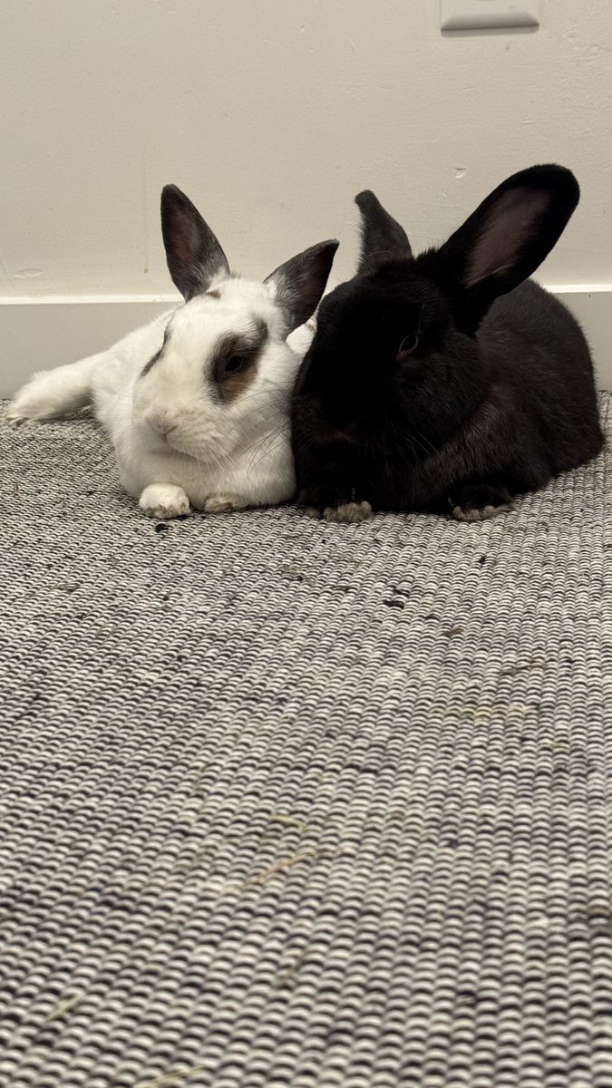 Bunnies Need New Home
