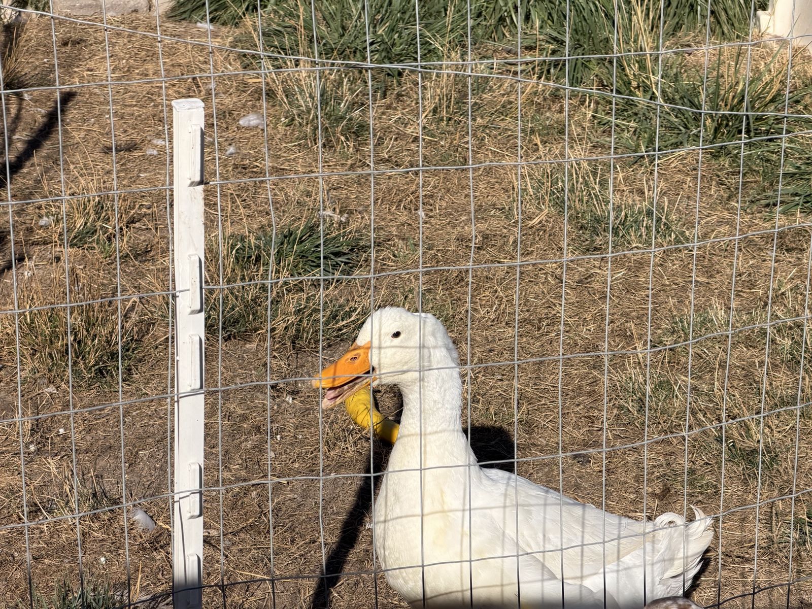 Free Duck- Peking Drake 5 months 