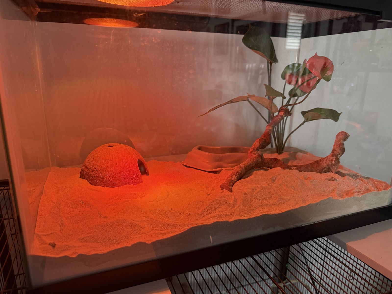 Albino Sand Boa (Snake)