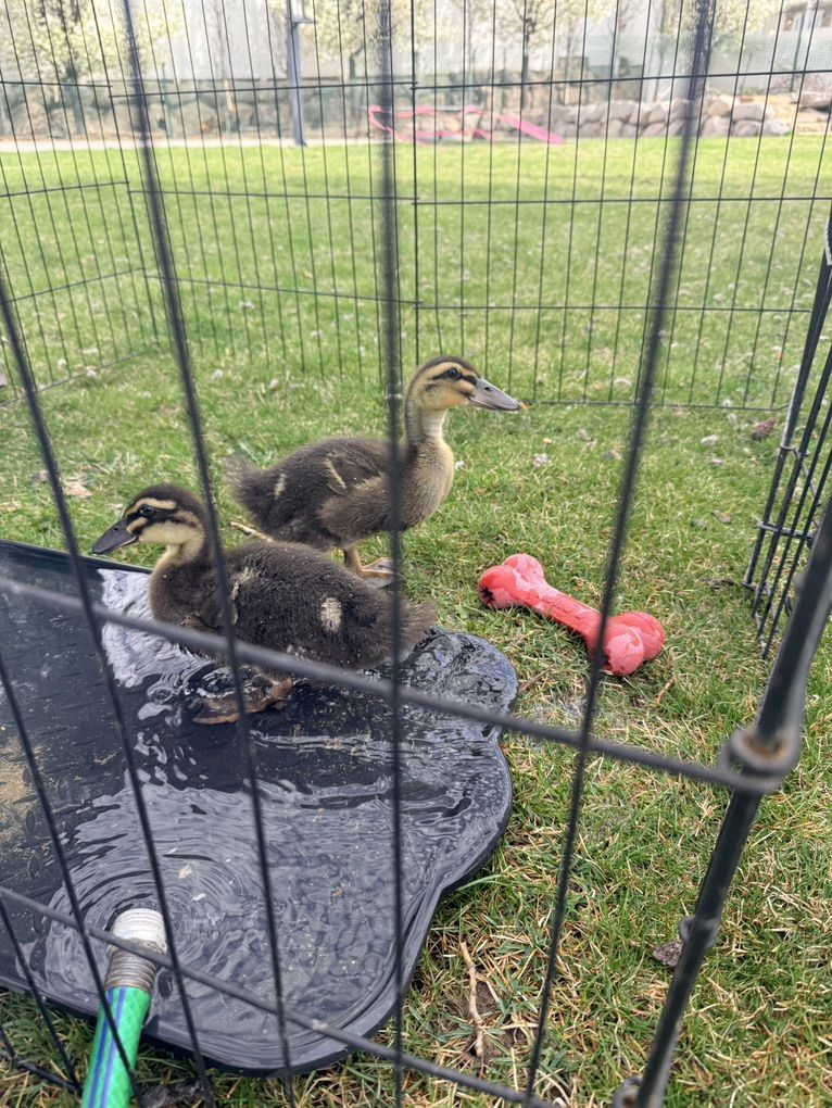 2 Rouen Ducklings