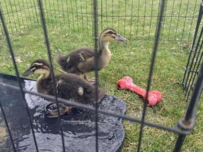 2 Rouen Ducklings