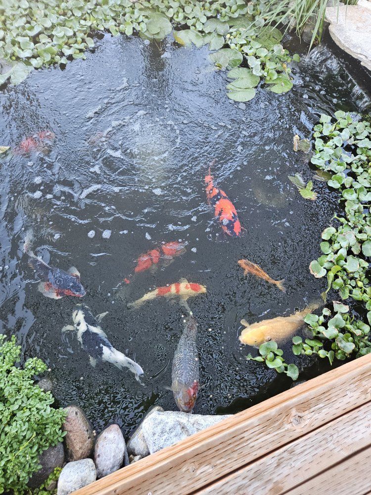 50 + water hyacinths from healthy koi pond