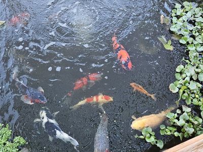 50 + water hyacinths from healthy koi pond