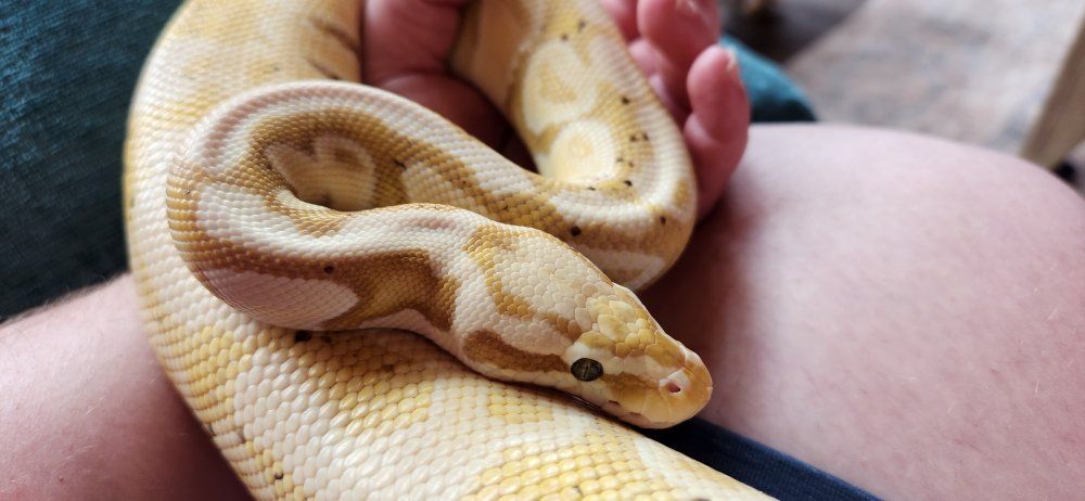 Ball Python Snake - Banana Pastel Morph